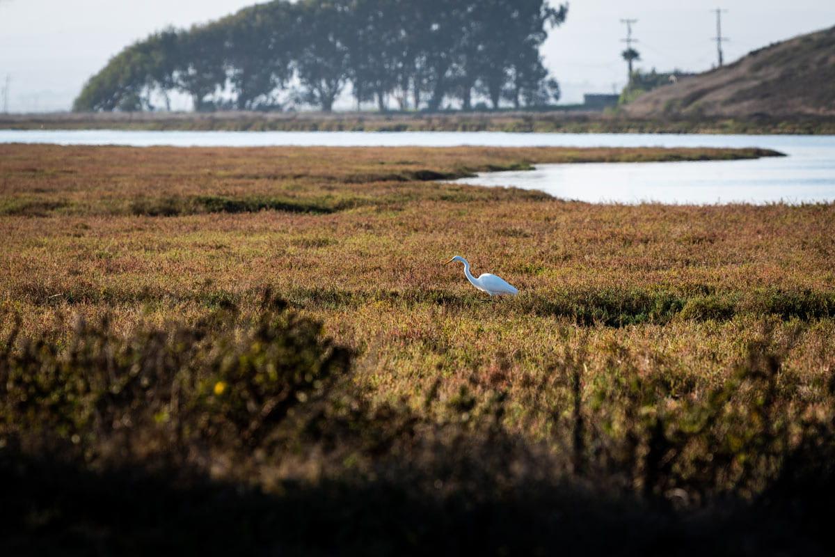 沼泽里的白色滨鸟.
